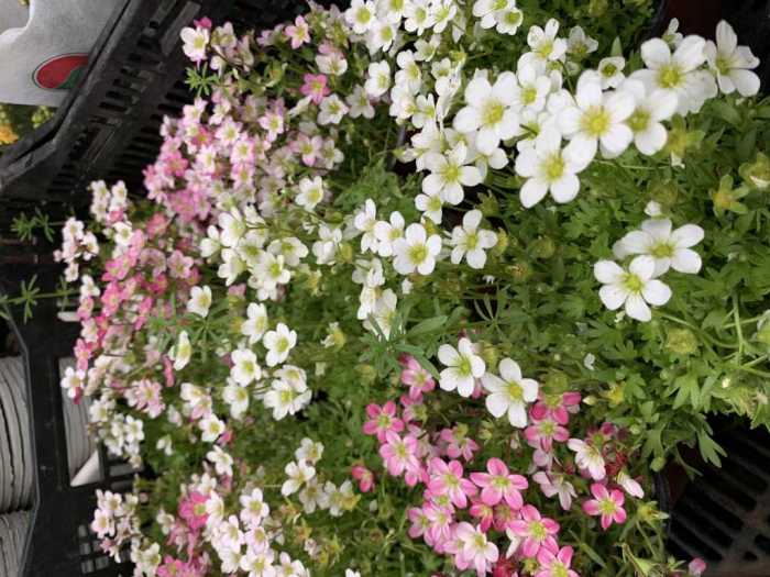 给花施肥用什么肥料