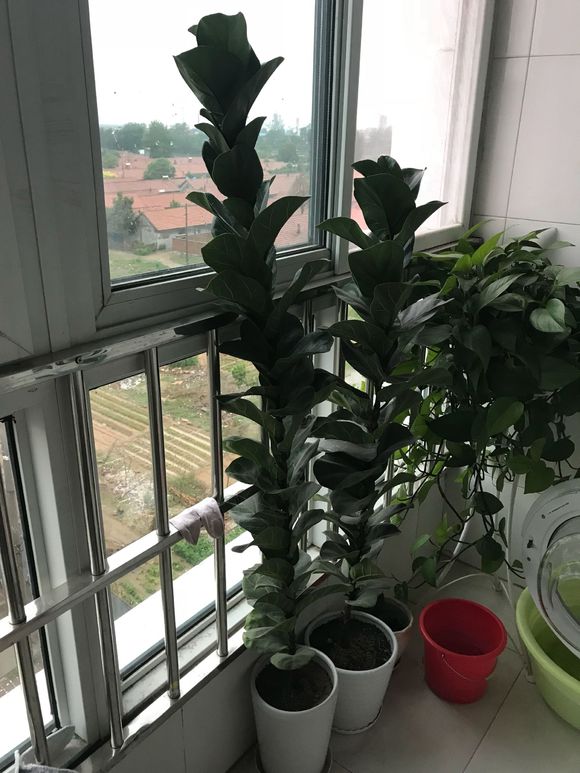 琴叶榕分支方法