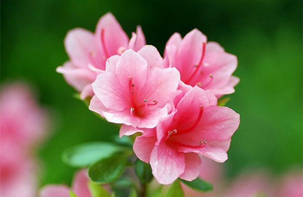 <a href='https://www.861230.com/guanhuazhiwu/31.html' target='_blank'><u>杜鹃花</u></a> <a href='https://www.861230.com/guanhuazhiwu/31.html' target='_blank'><u>杜鹃花</u></a>