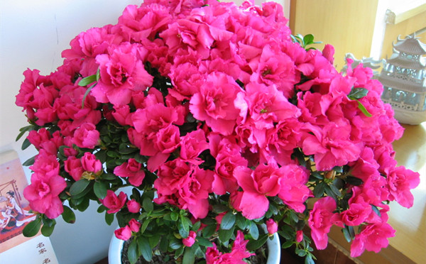 <a href='https://www.861230.com/guanhuazhiwu/31.html' target='_blank'><u>杜鹃花</u></a>盆栽 <a href='https://www.861230.com/guanhuazhiwu/31.html' target='_blank'><u>杜鹃花</u></a>盆栽