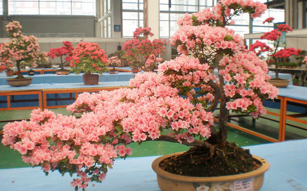 <a href='https://www.861230.com/guanhuazhiwu/31.html' target='_blank'><u>杜鹃花</u></a>盆栽 <a href='https://www.861230.com/guanhuazhiwu/31.html' target='_blank'><u>杜鹃花</u></a>盆栽