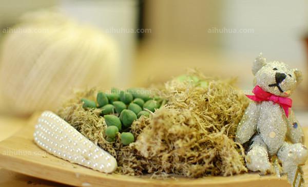 多肉水苔