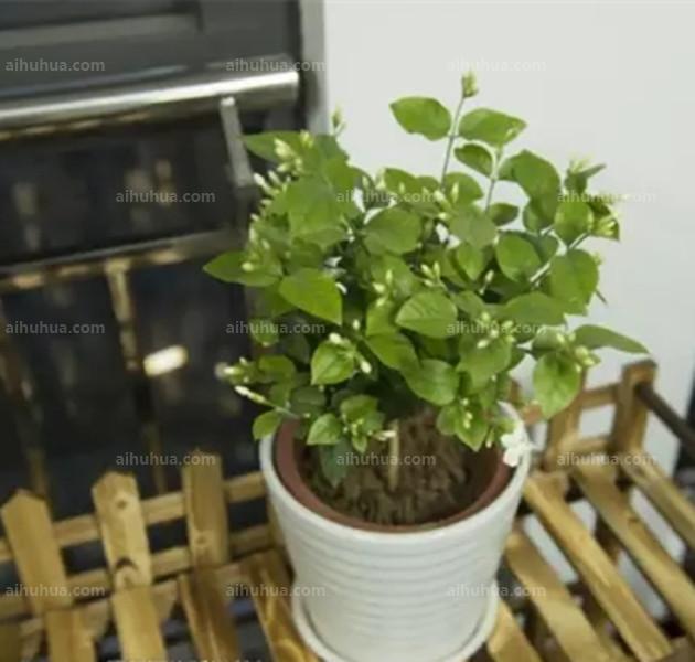 <a href='https://www.861230.com/guanhuazhiwu/10.html' target='_blank'><u>茉莉</u></a>
