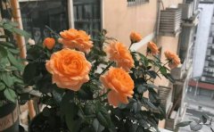 小苏打有5个妙用，你知道吗？
